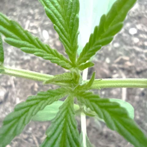 Titan #1 growlog timeline photo