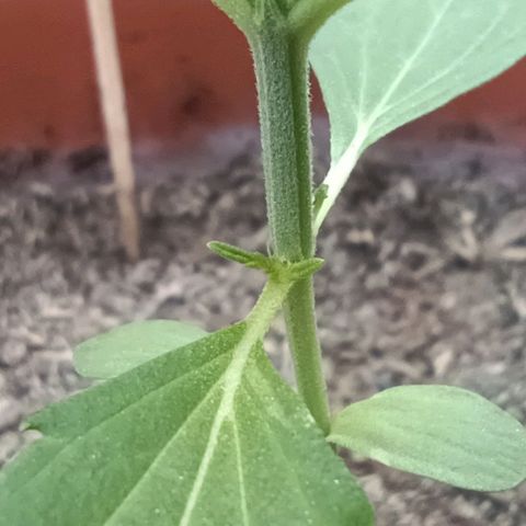 Titan #1 growlog timeline photo
