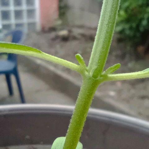 Quick One growlog timeline photo