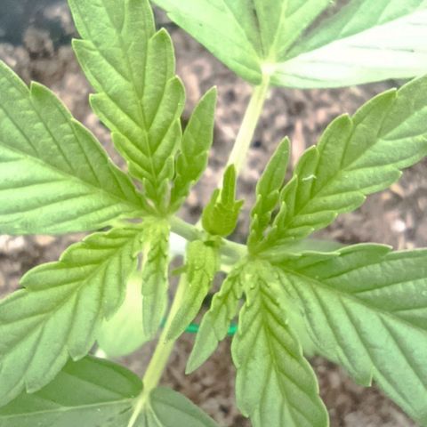 Orion F1  growlog timeline photo