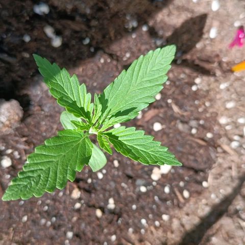 Green Gelato #2 growlog timeline photo