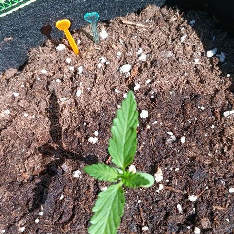 Hulkberry #1 growlog timeline photo