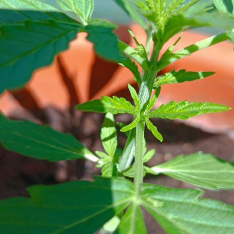 Titan #1 growlog timeline photo