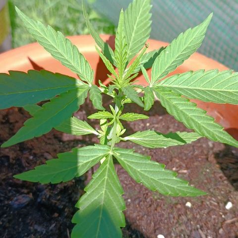 Titan #1 growlog timeline photo