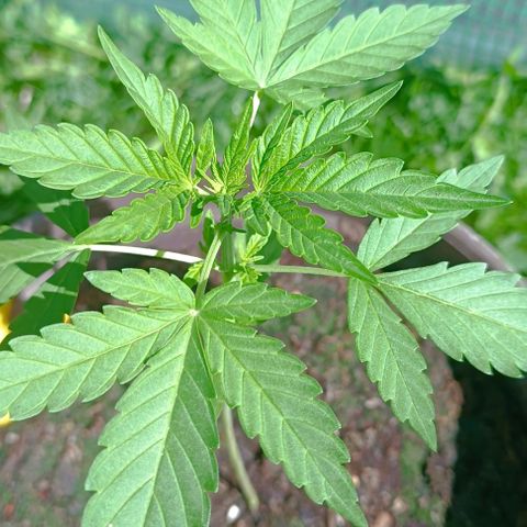 Quick One growlog timeline photo