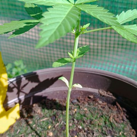 Quick One growlog timeline photo