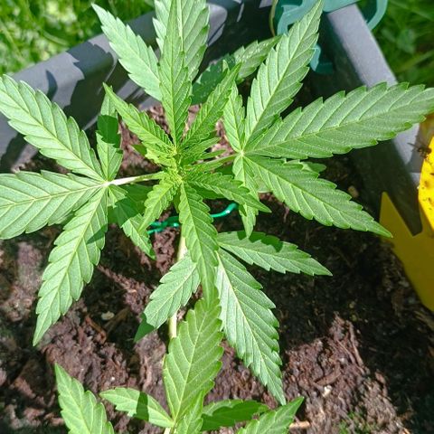 Orion F1  growlog timeline photo