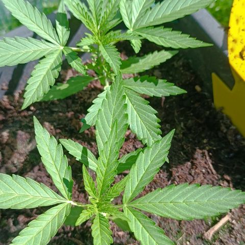 Orion F1  growlog timeline photo