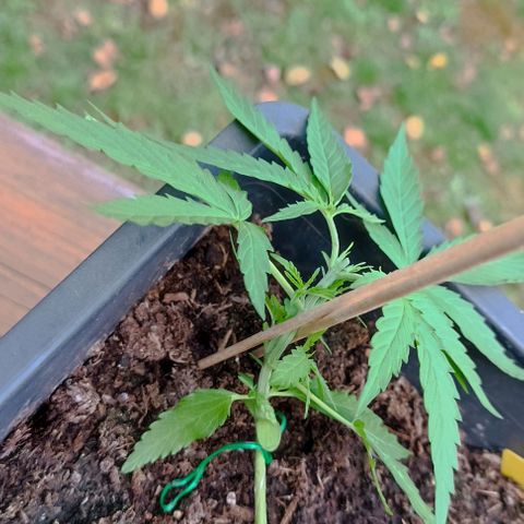 Orion F1  growlog timeline photo
