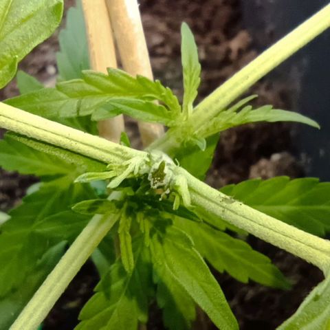 Orion F1  growlog timeline photo