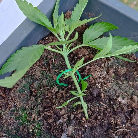 Orion F1  growlog timeline photo