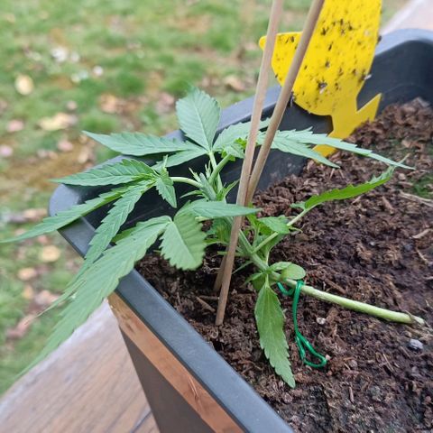 Orion F1  growlog timeline photo