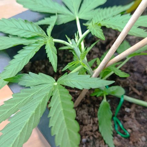 Orion F1  growlog timeline photo