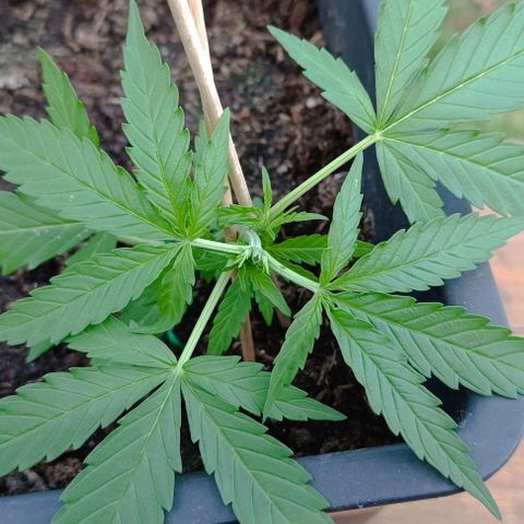 Orion F1  growlog timeline photo