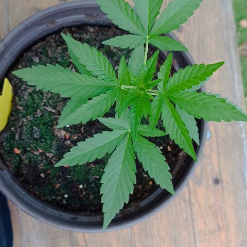 Quick One growlog timeline photo