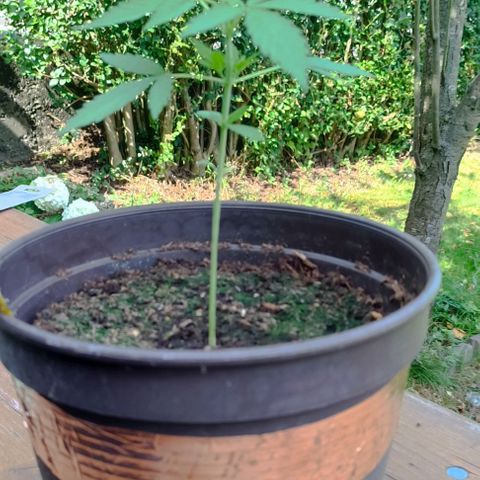 Quick One growlog timeline photo