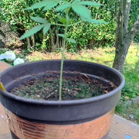 Quick One growlog timeline photo