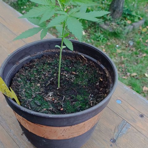 Quick One growlog timeline photo