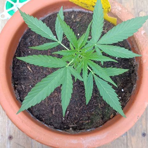 Titan #1 growlog timeline photo