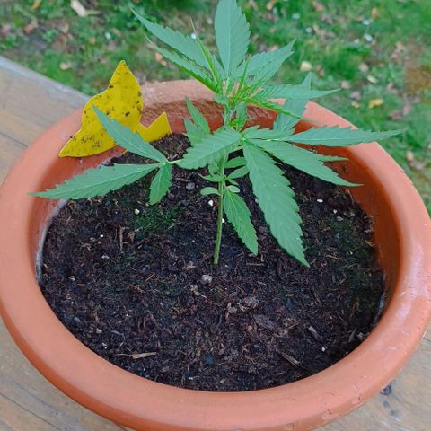 Titan #1 growlog timeline photo
