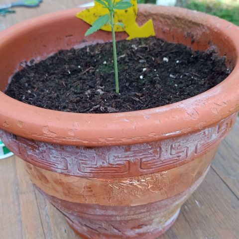 Titan #1 growlog timeline photo