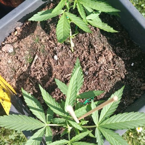 Orion F1  growlog photo: 16 uhr