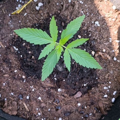 Green Gelato #2 growlog timeline photo