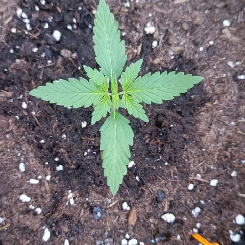 Hulkberry #1 growlog timeline photo