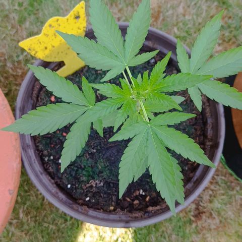 Quick One growlog timeline photo