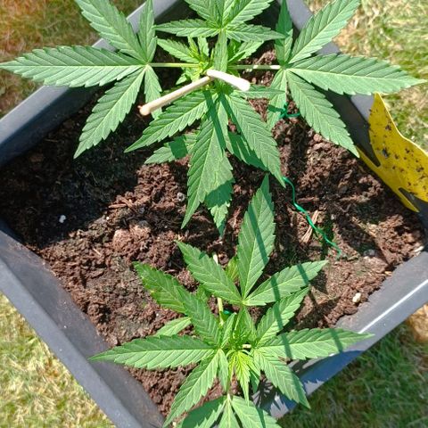 Orion F1  growlog timeline photo