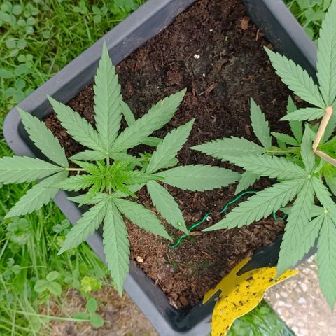 Orion F1  growlog timeline photo