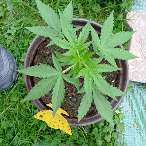Quick One growlog timeline photo