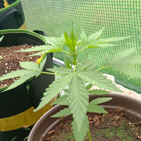 Quick One growlog timeline photo