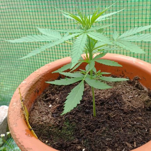 Titan #1 growlog timeline photo