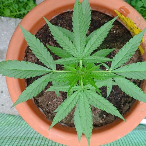 Titan #1 growlog timeline photo