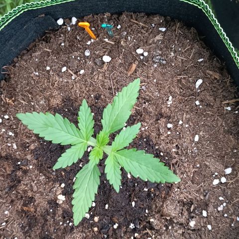 Hulkberry #1 growlog timeline photo