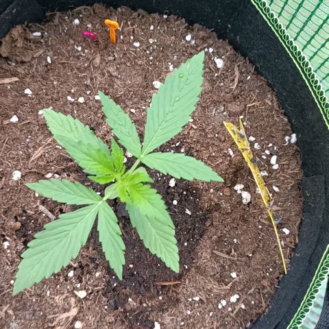 Green Gelato #2 growlog timeline photo