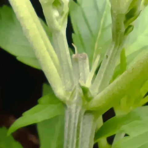 Orion F1  growlog photo: Vorblüte 