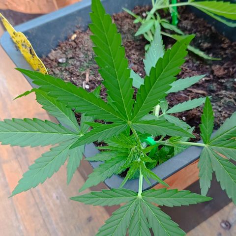 Orion F1  growlog timeline photo