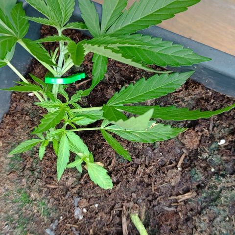 Orion F1  growlog timeline photo