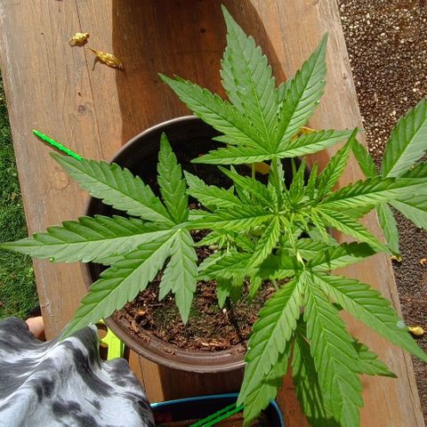 Quick One growlog photo: Vorblüte 