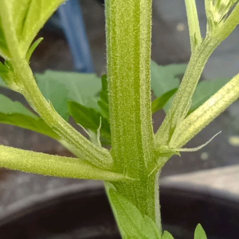 Quick One growlog photo: Vorblüte 