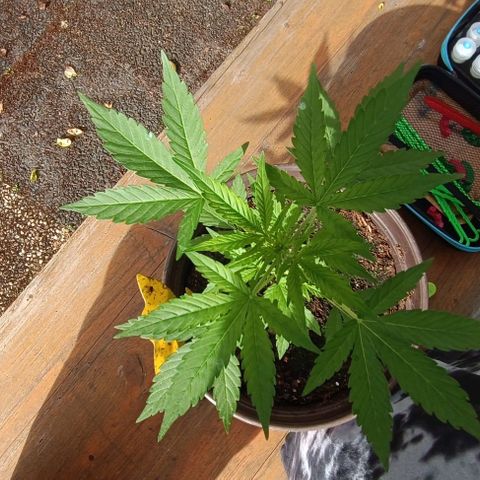 Quick One growlog photo: Vorblüte 