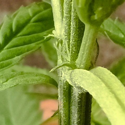 Titan #1 growlog photo: Vorblüte 