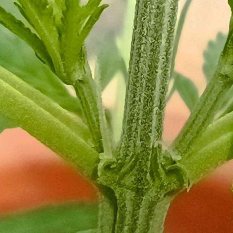 Titan #1 growlog photo: Vorblüte 