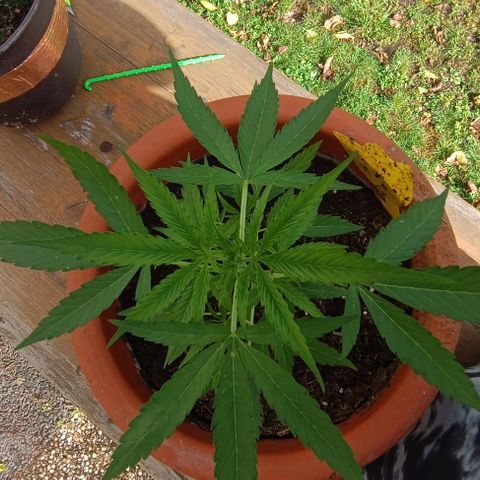 Titan #1 growlog photo: Vorblüte 