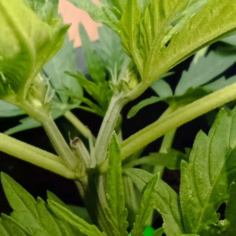 Orion F1  growlog timeline photo