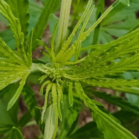 Titan #1 growlog timeline photo