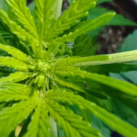 Quick One growlog timeline photo