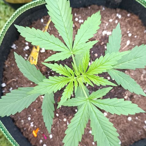 Green Gelato #2 growlog timeline photo